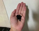 一番簡単!レンジで味噌汁♡(白だし使用)作り方2写真