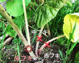 自宅のフキのシャキシャキ炒め【採り方も】作り方2写真