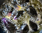 とろ〜り旨い☆揚げなすの鶏そぼろ餡掛け作り方3写真