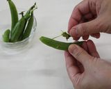 スナップエンドウ蒸し作り方1写真