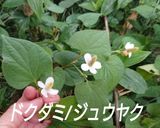 デトックスに♪おうちでドクダミ茶作ろ！作り方1写真