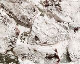 牛レバーと長ねぎのレモンソルト ソテー作り方4写真