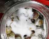 白加賀梅干し2021作り方9写真