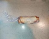 息子軽食♪コストコチキンロールサンド18作り方6写真