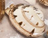 あさりの砂出し　ふっくら　ガッテン流作り方5写真