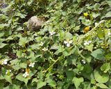 ドクダミとミントの薬草サラダ 大量消費作り方1写真