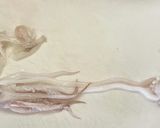 簡単　下処理✨ヤリイカのお刺身作り方7写真