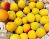 自家製　芳醇な梅酒作り方1写真