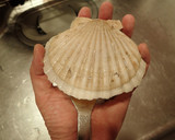 ホタテ耳とほうれん草の胡麻和え作り方1写真