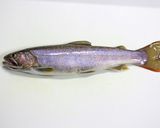 岩魚蕎麦作り方1写真
