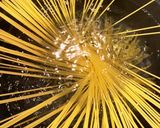 簡単手作りレモンドレッシングで冷製パスタ作り方6写真