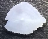 ホウボウのカルパッチョ作り方4写真