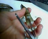 海老のココナツミルク煮作り方1写真