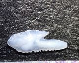 イワシの明太子巻き作り方5写真