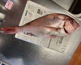 大きな鯛　刺身・焼・潮汁作り方1写真