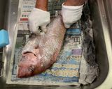大きな鯛　刺身・焼・潮汁作り方2写真