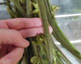 葛の新芽の肉巻き作り方1写真
