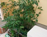 プランターでプチトマトを育てよう作り方1写真