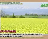 滝川市の雪割りなばなレシピ作り方7写真