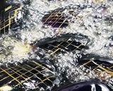 お年寄り絶賛シリーズ☆茄子ニンニク醤油☆作り方4写真