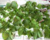 大量保存用☆大葉のジェノベーゼ作り方1写真