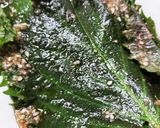 しその葉消費〜ご飯のお供〜作り方2写真
