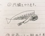 魚(いわしの開き方)作り方2写真