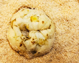 ゆり根王国のゆり根の下ごしらえ【下処理】作り方3写真