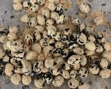 炒り大豆のプロテインパウダー絡め作り方7写真