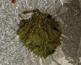 青紫蘇のピリ辛醤油漬け作り方5写真