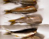 鮎ご飯作り方1写真
