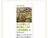 タレが絡む！ご飯が進む！やみつき生姜焼き作り方12写真