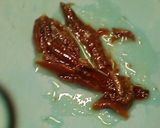 キャベツのオーブン焼き、初耳！おいしいよ作り方1写真