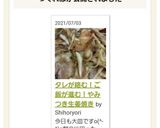 タレが絡む！ご飯が進む！やみつき生姜焼き作り方13写真