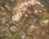 磯の貝の旨煮作り方2写真