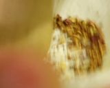 行きつけのバーで出てくる麻婆豆腐作り方6写真