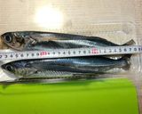 初夏の味。トビウオの一夜干し作り方2写真
