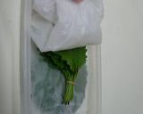 簡単！長持ち！青じそ保存法作り方3写真