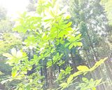 きな粉の香りが美味♡朴葉飯(ほおばめし)作り方1写真