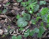 簡単！慶應大学SFCでとれた雑草パスタ作り方4写真