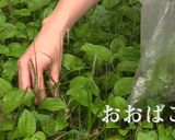 簡単！慶應大学SFCでとれた雑草パスタ作り方3写真