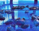 美味しい！自家製干し葡萄作り方3写真