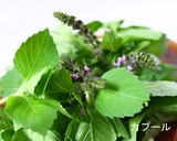 爽やかホーリーバジル素麺作り方5写真