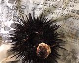 殻付きウニの身の取り方作り方3写真