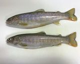 岩魚の清蒸魚(チンジャンユイ)作り方1写真