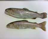 岩魚と虹鱒のフィッシュアンドチップス作り方1写真