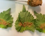 我が家のお弁当定番、ささみの味噌大葉巻き作り方7写真