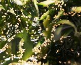 夏は～ワカメ冷スープ~火を使わないスープ作り方3写真