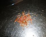さといものおやき作り方1写真