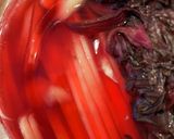 自家製南高梅梅酢の紫しそ紅生姜 玄米酢漬作り方9写真